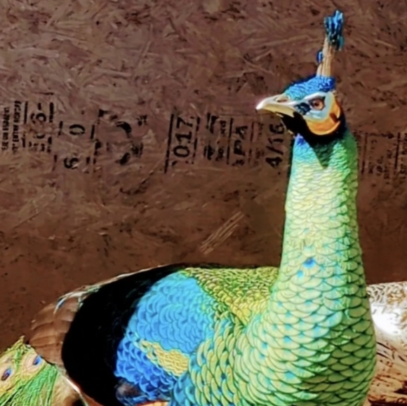 Meet your Posher, Shay - Picture 2 of 3